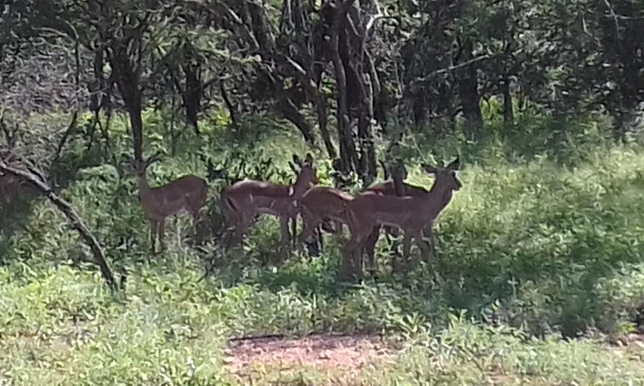 מרלות' פארק Nanisto Bush Lodge מראה חיצוני תמונה
