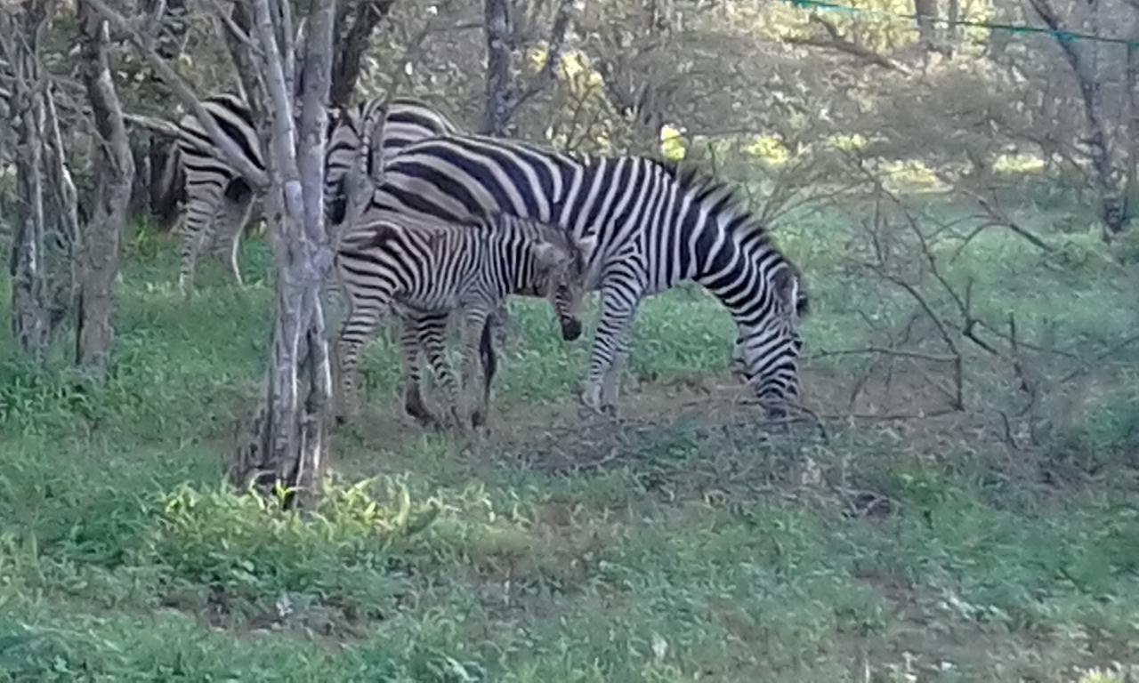 מרלות' פארק Nanisto Bush Lodge מראה חיצוני תמונה