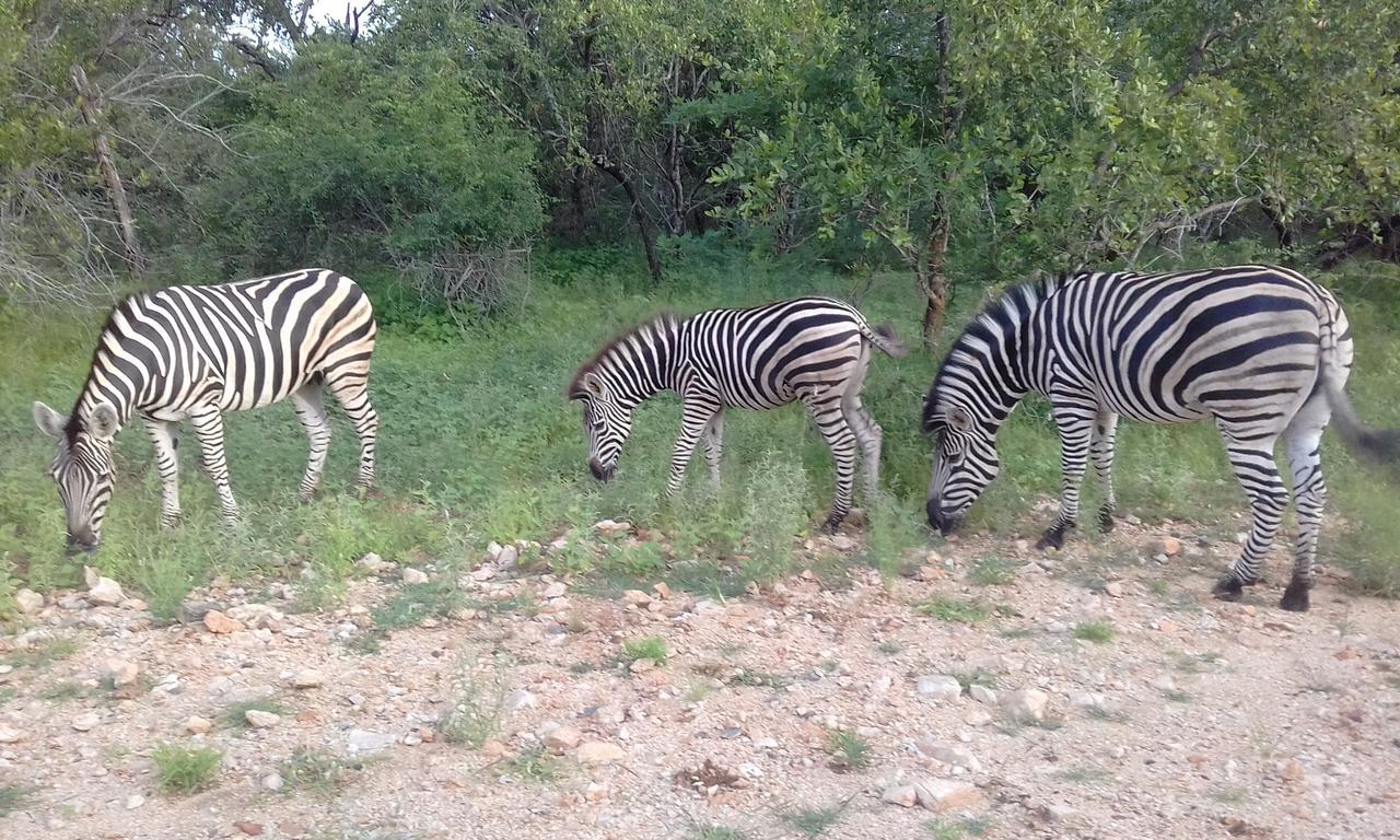 מרלות' פארק Nanisto Bush Lodge מראה חיצוני תמונה