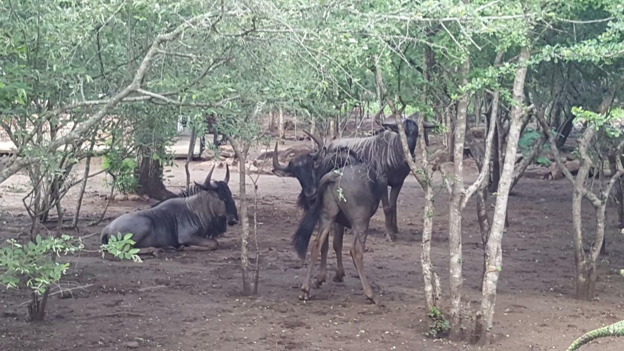 מרלות' פארק Nanisto Bush Lodge מראה חיצוני תמונה