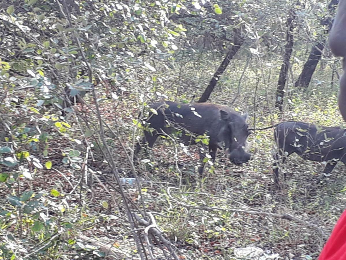 מרלות' פארק Nanisto Bush Lodge מראה חיצוני תמונה